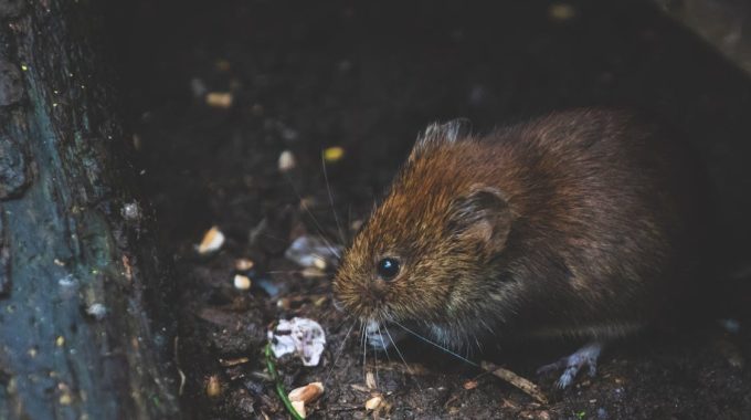 How to Protect Your Home Against Unwanted Wildlife: A Guide