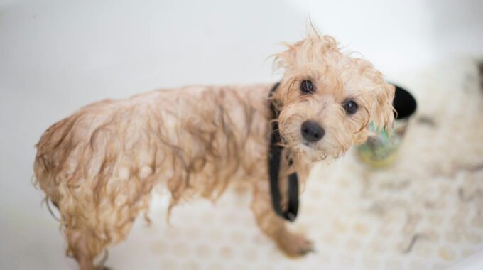 The Benefits of Regular Grooming for Pet Health and Happiness